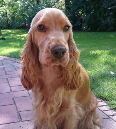 Cocker spaniel kaufen